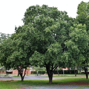 Brestovec južný (Celtis australis) - výška 380-400 cm, obvod kmeňa 14/16 cm, kont. C70L